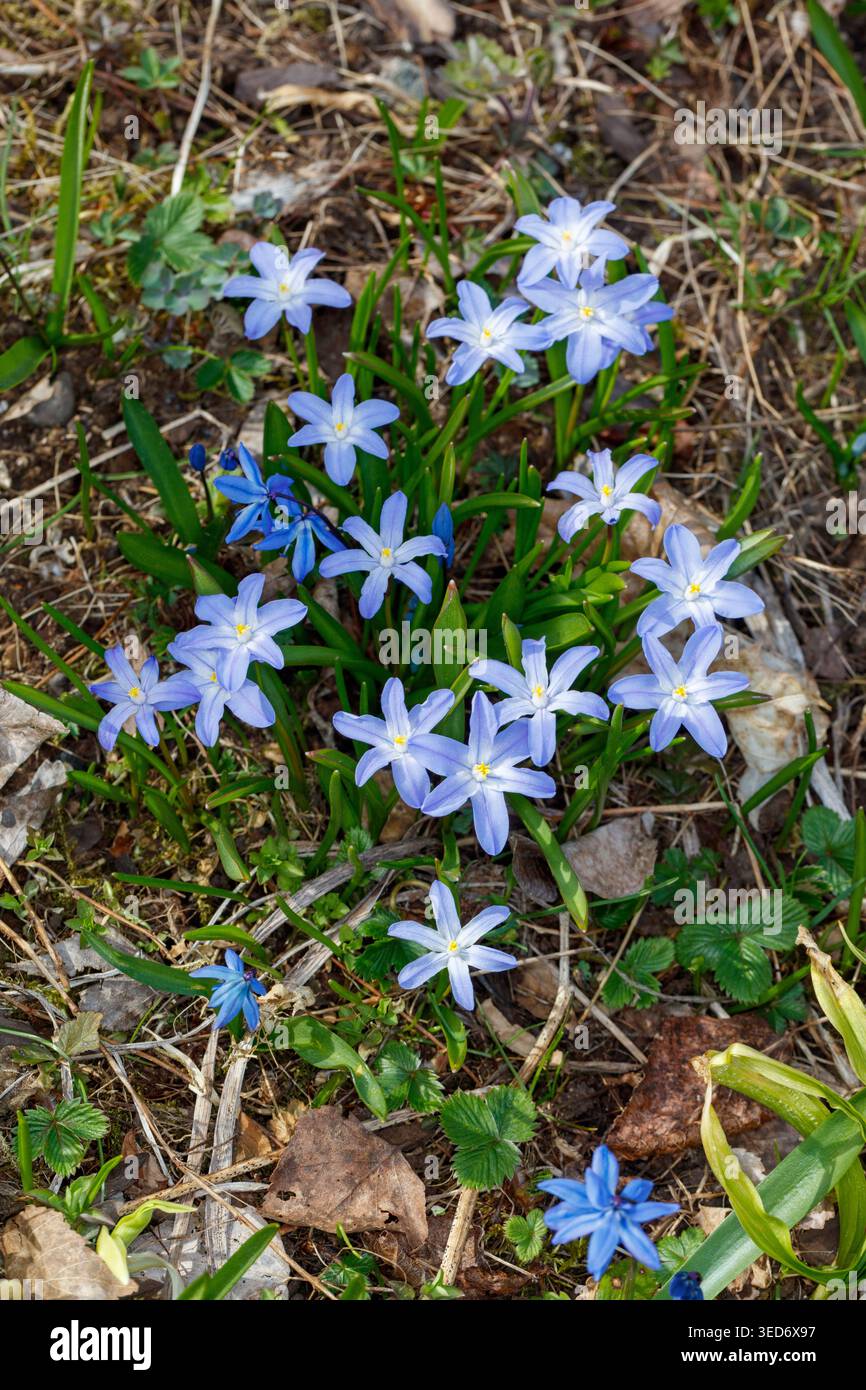 Gloire de la neige, Vårstjärna (Scilla forbesii) Banque D'Images
