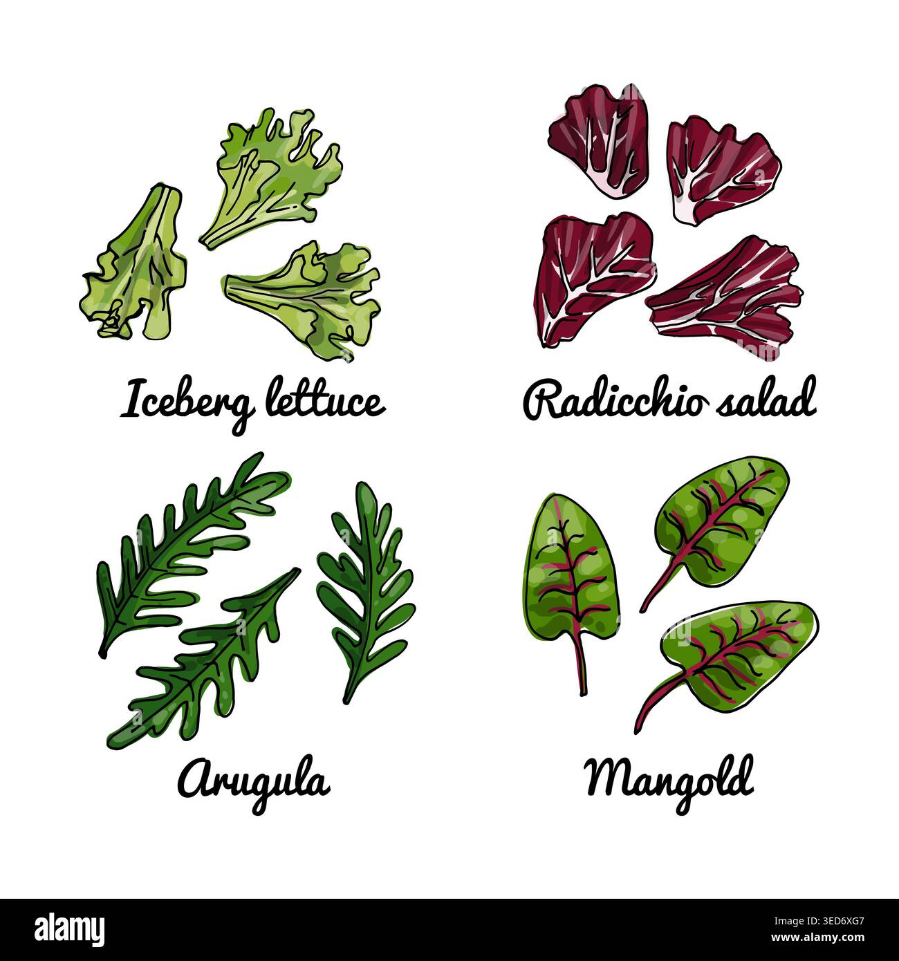 Icônes de nourriture vectorielle de légumes. Croquis coloré de produits alimentaires. Laitue iceberg, roquette, radicchio Illustration de Vecteur