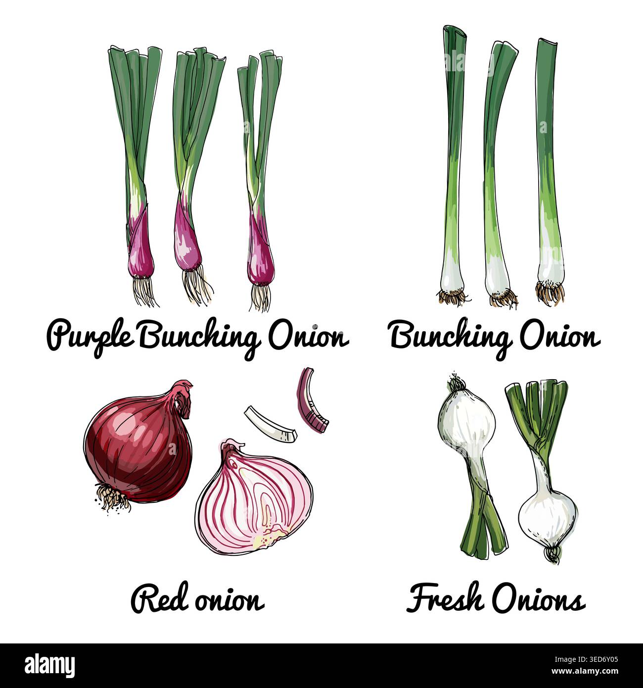 Oignons. Icônes alimentaires vectorielles d'herbes et d'épices. Croquis coloré de produits alimentaires. Oignon de groupage violet, oignon de groupage, oignon rouge Illustration de Vecteur