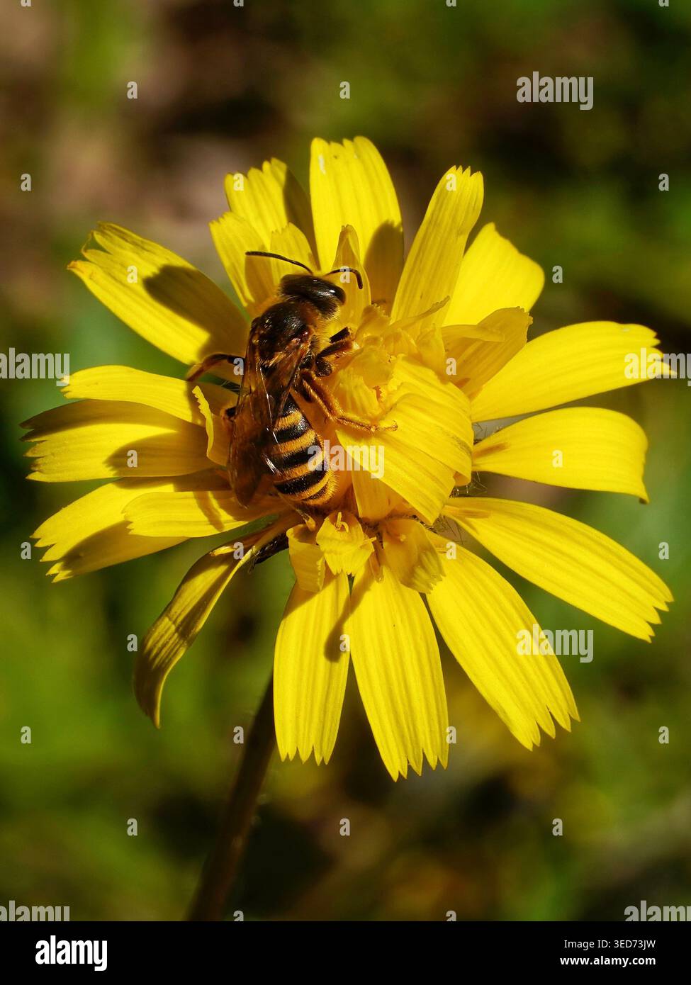 Abeille solitaire collectant le pollen sur une fleur sauvage jaune. Photo macro d'une abeille sauvage pollinisant dans un pré ensoleillé de la vallée d'Itria, en Italie. Banque D'Images