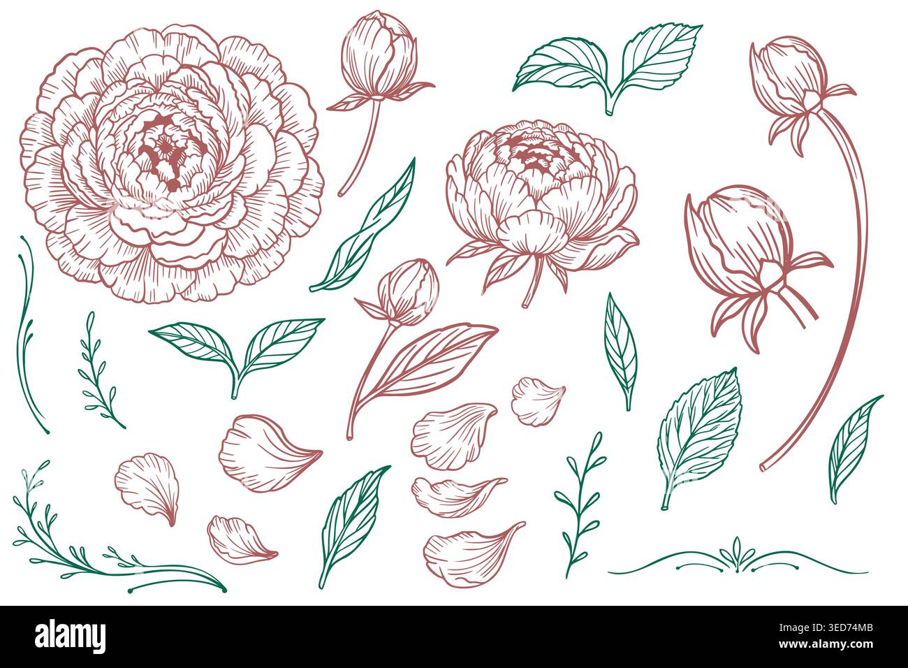 Ensemble botanique coloré avec des fleurs de pivoine rose et des feuilles vertes isolées sur blanc Illustration de Vecteur