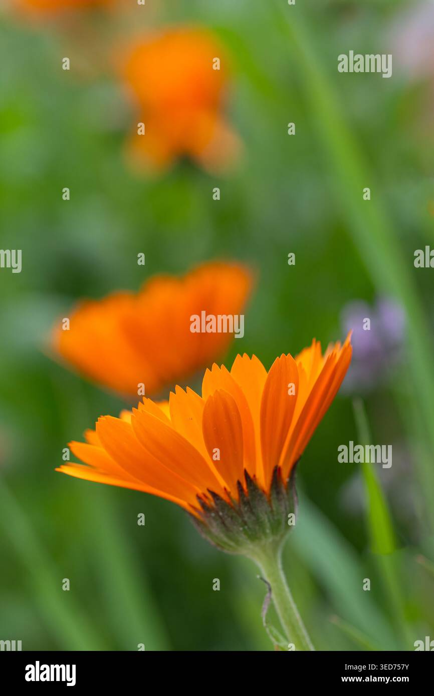 Gros plan d'une fleur de souci orange éclatante et fleurie. Banque D'Images