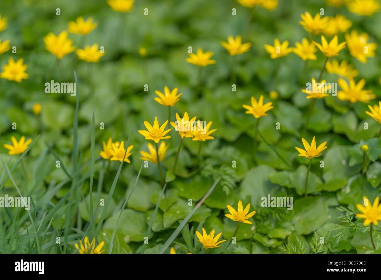 Tapis ensoleillé de fleurs de célandine jaune couvrant le sol de la forêt, pétales brillants et feuilles rondes créent une tapisserie printanière vibrante parfaite pour le su botaniste Banque D'Images