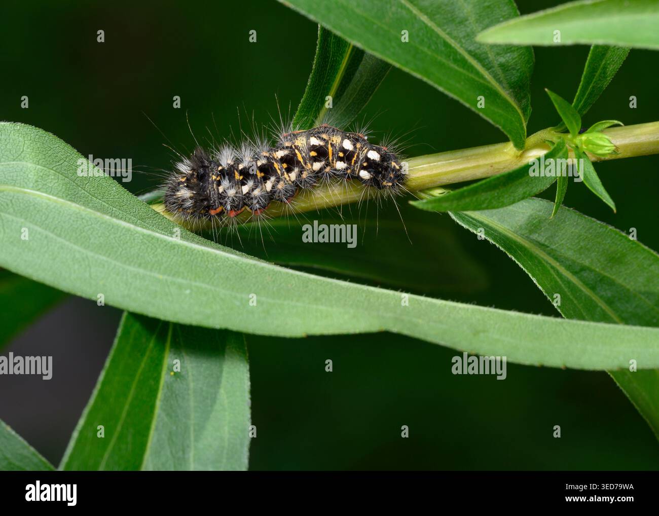 Vue rapprochée de la chenille du papillon Sorrel Scooper (lat. Acronicta rumicis) parmi les feuilles sur la tige d'un arbuste Banque D'Images