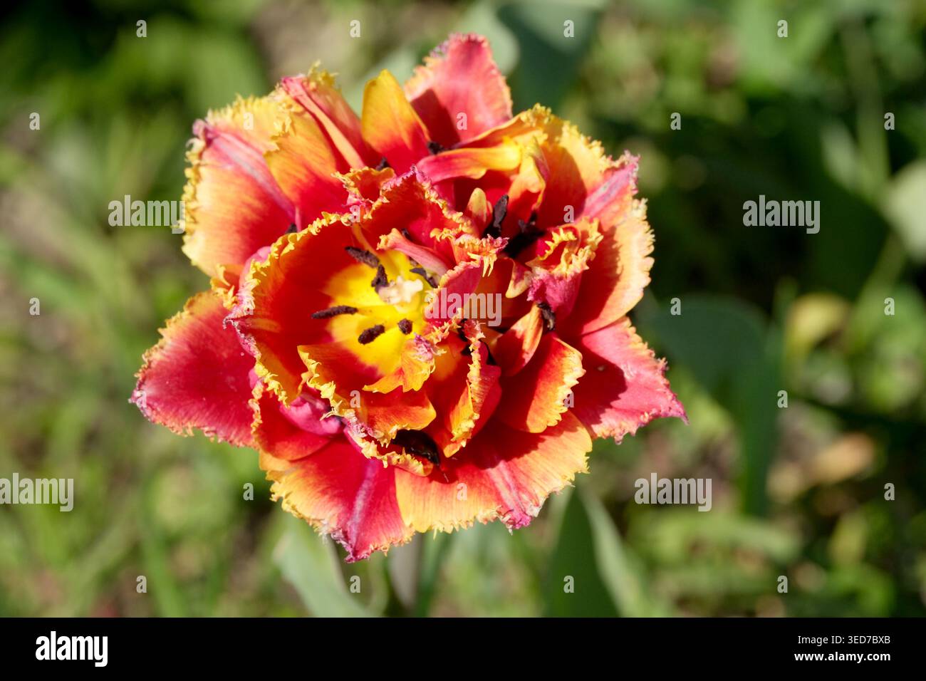 La tulipe aux couleurs vives met en valeur ses pétales sous la lumière chaude du soleil, invitant à la joie. Banque D'Images