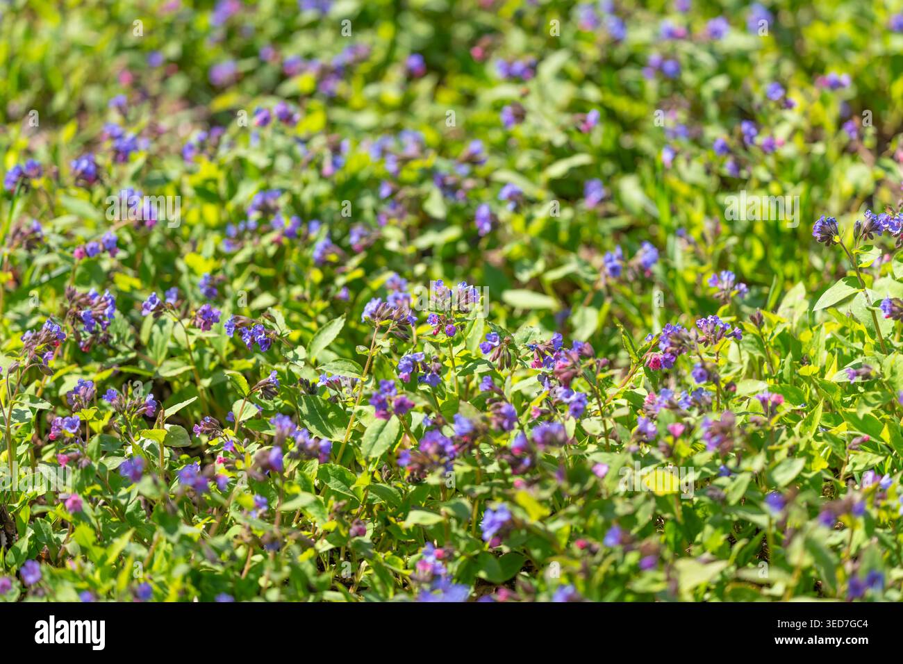 Fond de tapis floral texturé en violet, motif naturel répété, bords doux, palette saisonnière vive adaptée aux actifs de conception Banque D'Images