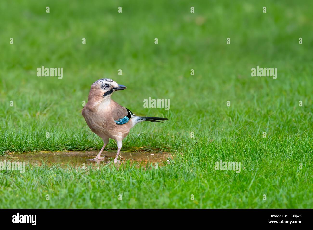 Vue latérale de Eurasian jay debout sur la pelouse du jardin, Royaume-Uni Banque D'Images