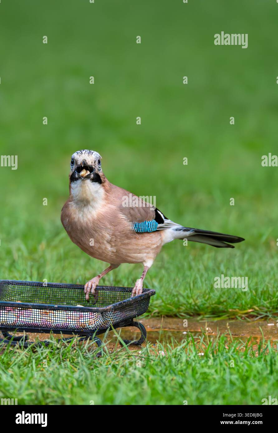 Eurasian jay tourné vers l'avant avec bec ouvert tenant les noix, comportement d'alimentation sur pelouse de jardin, Royaume-Uni Banque D'Images