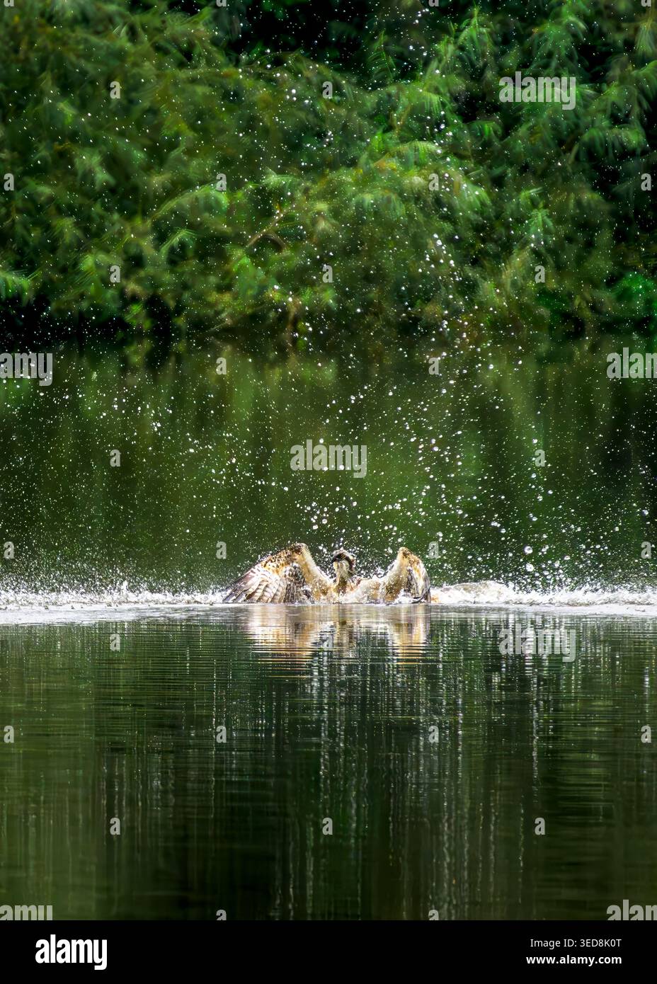 Des balbuzards juvéniles à moitié submergés après une plongée de pêche infructueuse, des ailes se sont déployées et des gouttelettes d'eau ont gelé en plein air sur le lac Chew Valley, Somerset, Royaume-Uni Banque D'Images