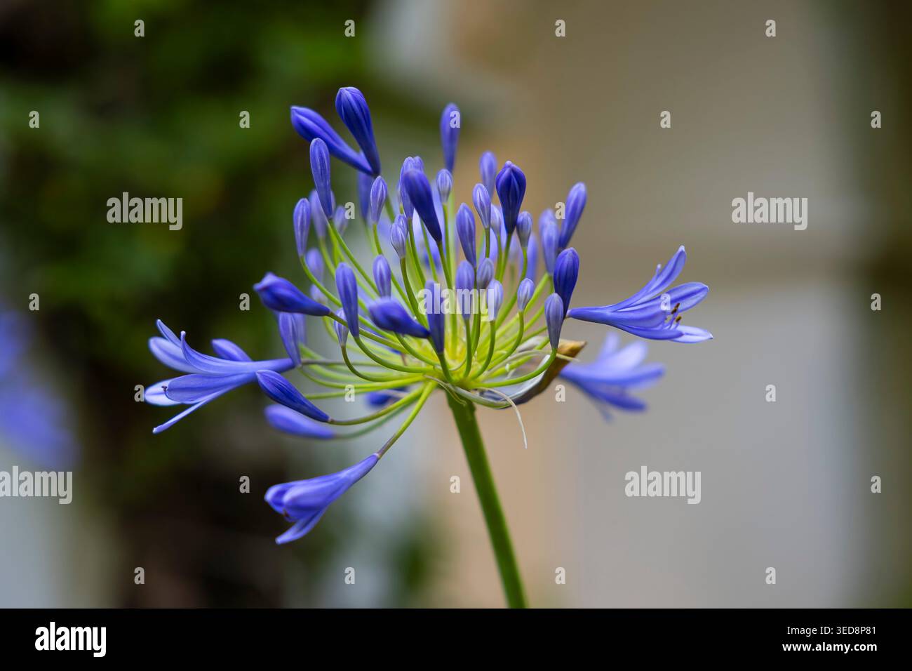 Macro fleur d'agapanthus bleue avec mise au point sélective et arrière-plan bokeh doux Banque D'Images