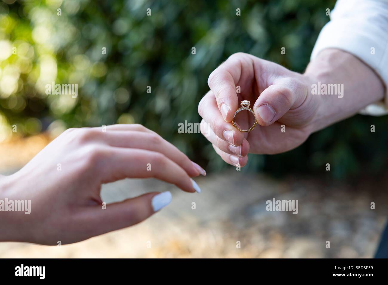 Homme mettant la bague de fiançailles sur son doigt comme fiancée pour être mariée Banque D'Images