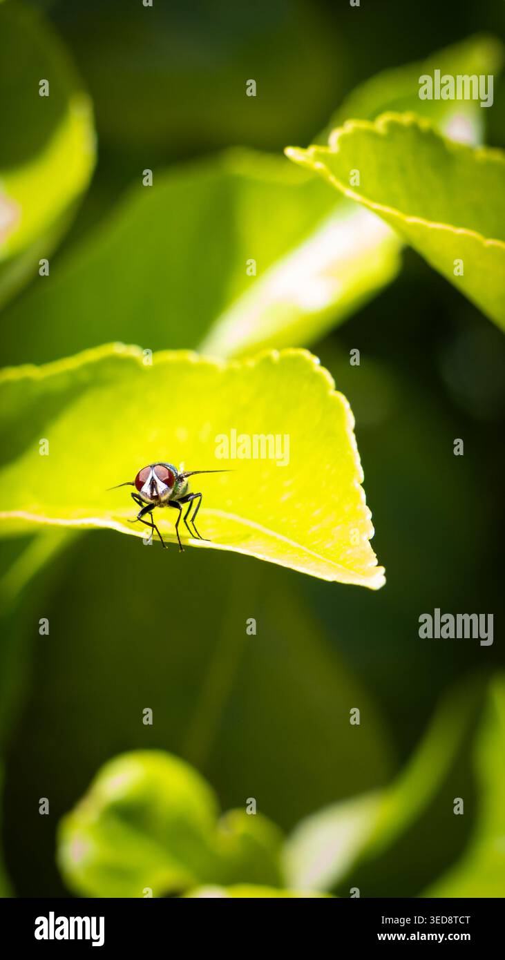 Une vue macro détaillée capture une mouche perchée sur une feuille vert vif, mettant en valeur ses caractéristiques complexes et le feuillage luxuriant environnant Banque D'Images