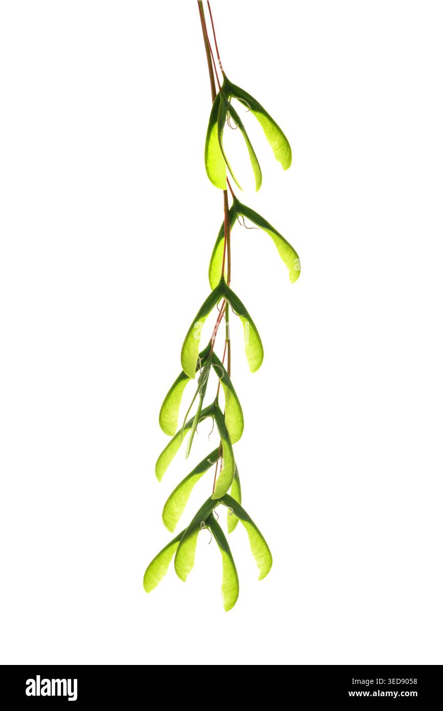 Acer negundo (érable boxelder) samaras et feuille isolés sur un fond blanc propre. Banque D'Images