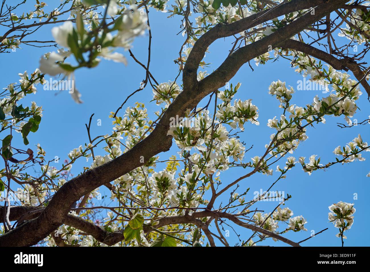 Délicates fleurs blanches sur des branches d'arbre brun foncé vues d'en bas, mettant en valeur les couleurs vives du printemps et de la lumière naturelle du soleil dans une ville en plein air Banque D'Images