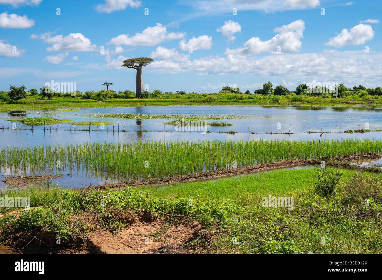 Champ de riz et paysage de baobab à Morondava, Madagascar Banque D'Images