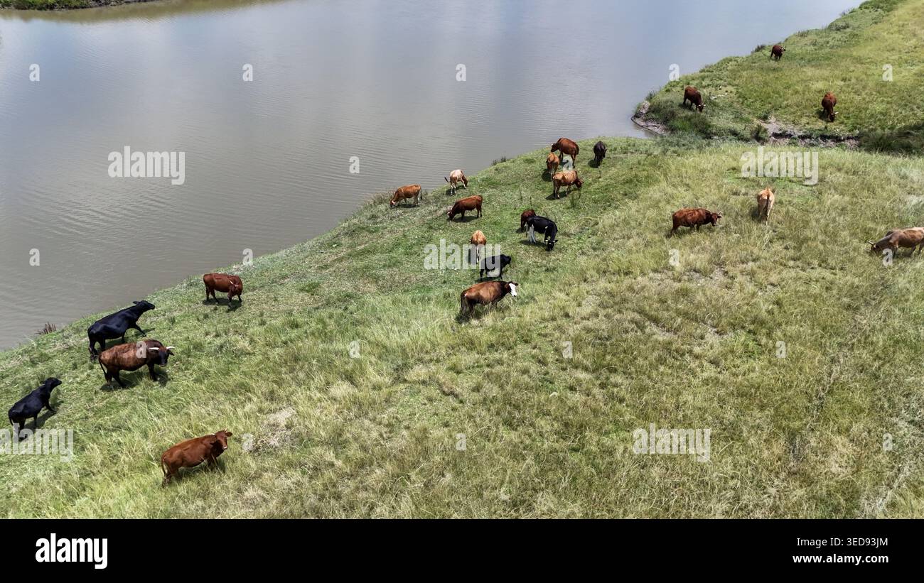 Vue aérienne d'un troupeau de bovins qui paissent sur une herbe verte luxuriante le long des rives d'une rivière calme à Bloemfontein, État libre, Afrique du Sud. Banque D'Images