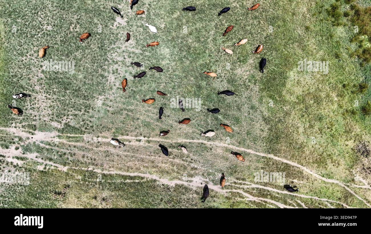 Vue aérienne d'un troupeau de bovins pâturant sur un pâturage verdoyant avec des traces de terre visibles à Bloemfontein, État libre, Afrique du Sud. Banque D'Images