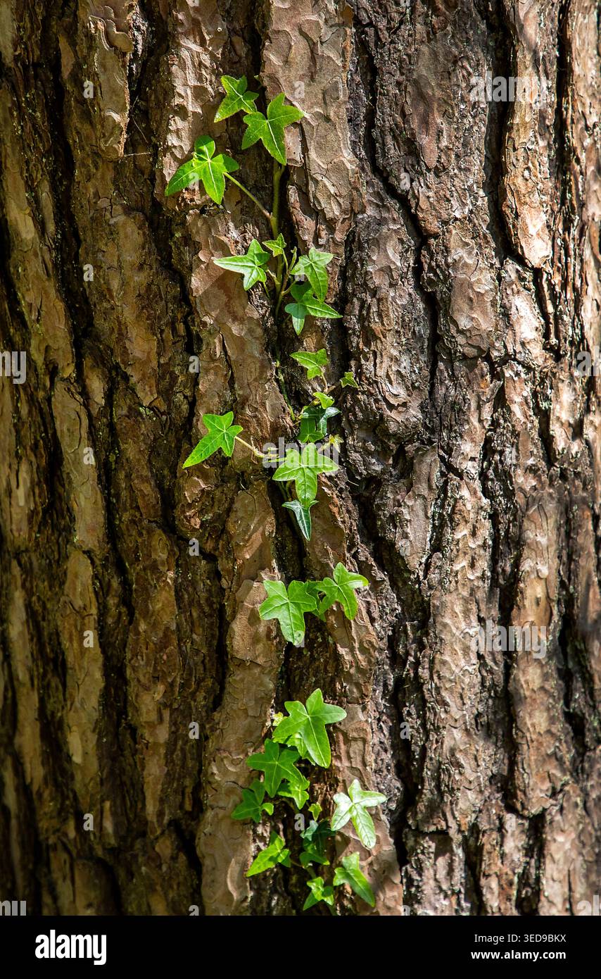 Le lierre anglais grimpe à l'écorce de pin accidentée, ses feuilles vert vif traçant un chemin vivant de résilience et de contraste à travers la forêt. Banque D'Images