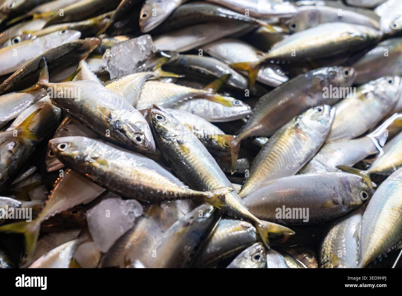 Une image en gros plan montrant du poisson frais empilé sur de la glace, prêt à être vendu dans un marché de fruits de mer ou à la pêche. Les poissons sont de couleur argentée avec des écailles brillantes et sont Banque D'Images