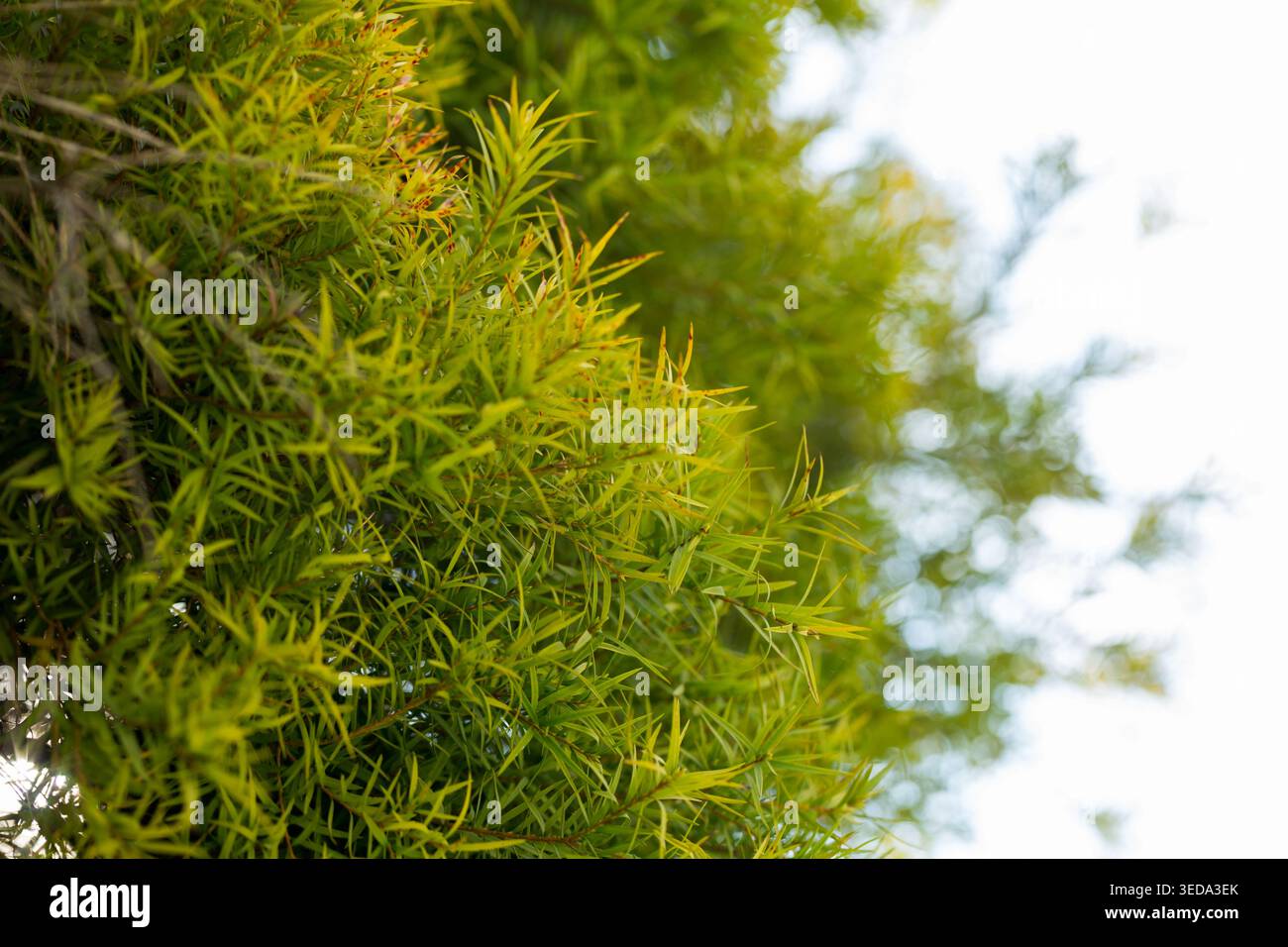 Gros plan de l'usine de Melaleuca linariifolia Banque D'Images
