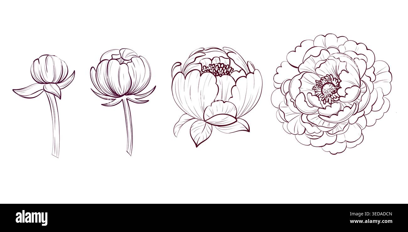 Ensemble de fleurs et de bourgeons de cycle de pivoine. Collection florale pour le design botanique et la décoration Illustration de Vecteur