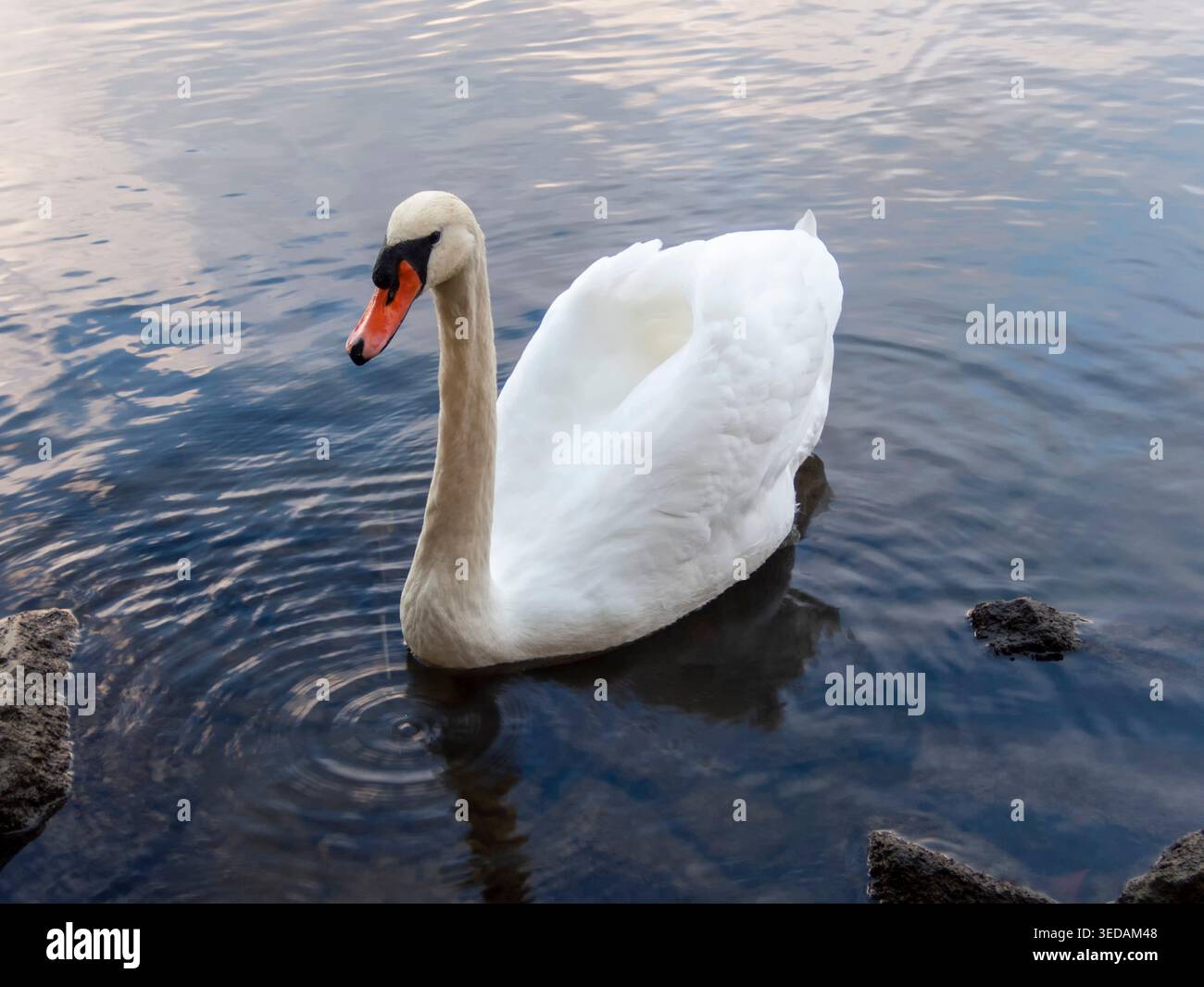 Cygne de haut en bas gros plan Banque D'Images