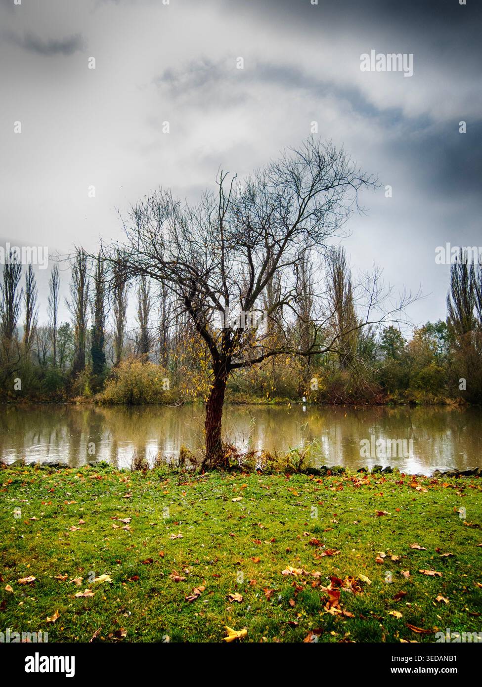 Squelette d'arbre par le paysage de la rivière pour la publication et les histoires Banque D'Images