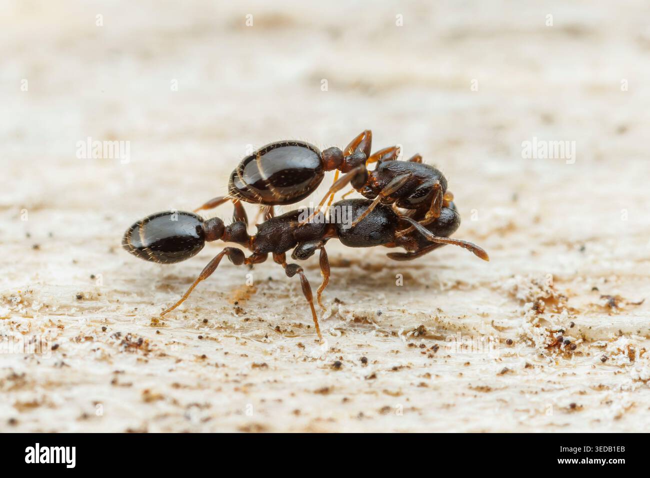 Un ouvrier de fourmi de glands de Schaum (Temnothorax schaumii) porte un autre ouvrier (porteur social), probablement dans le cadre du déménagement de la colonie vers un nouvel emplacement. Banque D'Images