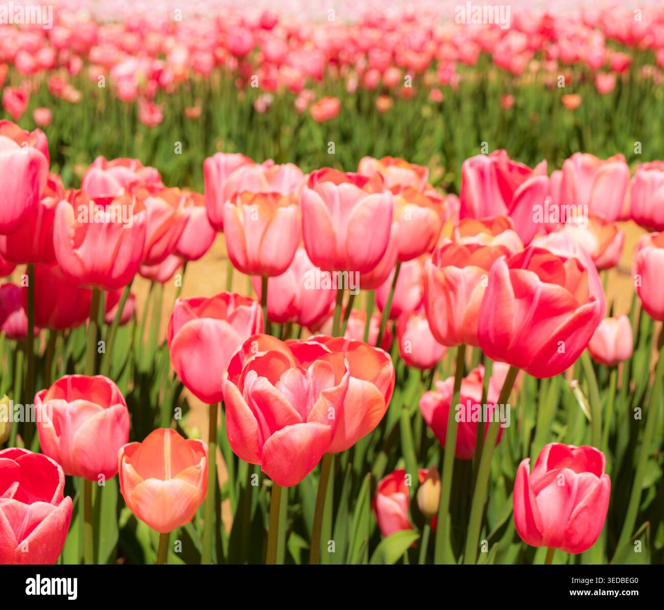 Domaine de la Tulipe Rose Banque D'Images