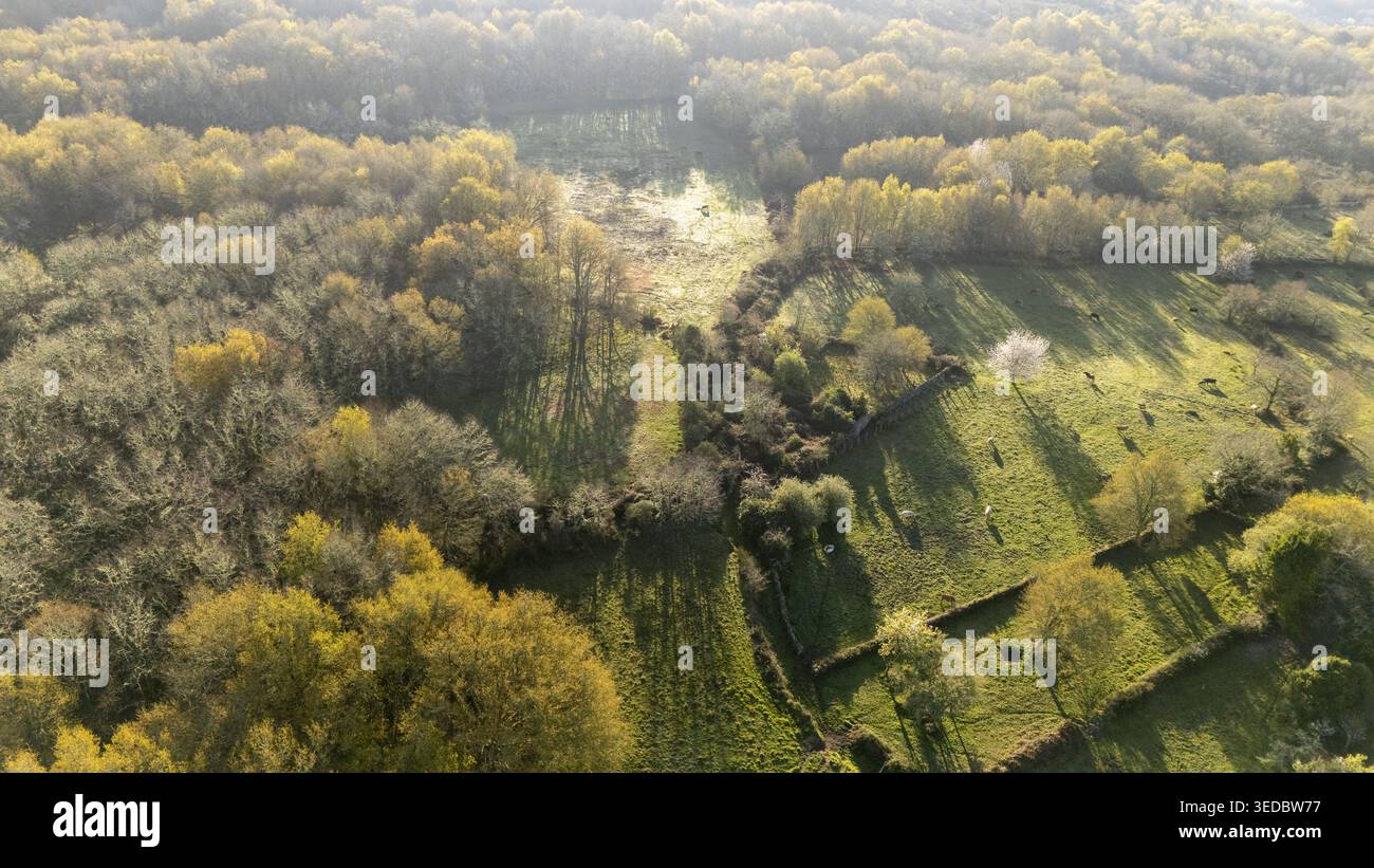 Vue aérienne des pâturages verdoyants et des forêts denses avec des murs de pierre et du bétail de pâturage sous la lumière douce du soleil Galice, Espagne. Banque D'Images