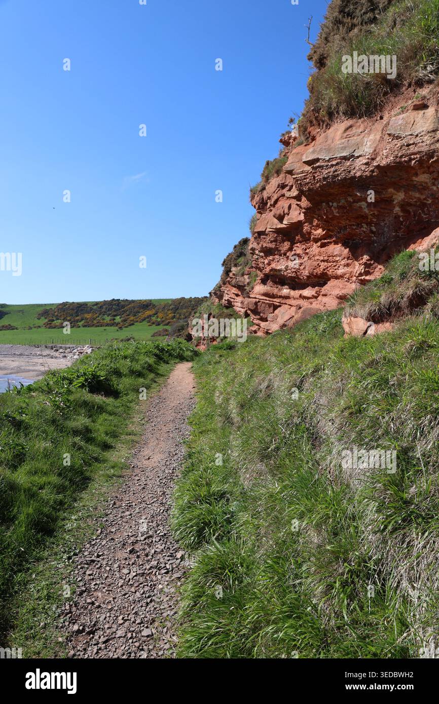 Sentier de randonnée côtier de l'Aberdeenshire près de falaises de grès rouge près de Johnshaven Écosse avril 2026 Banque D'Images