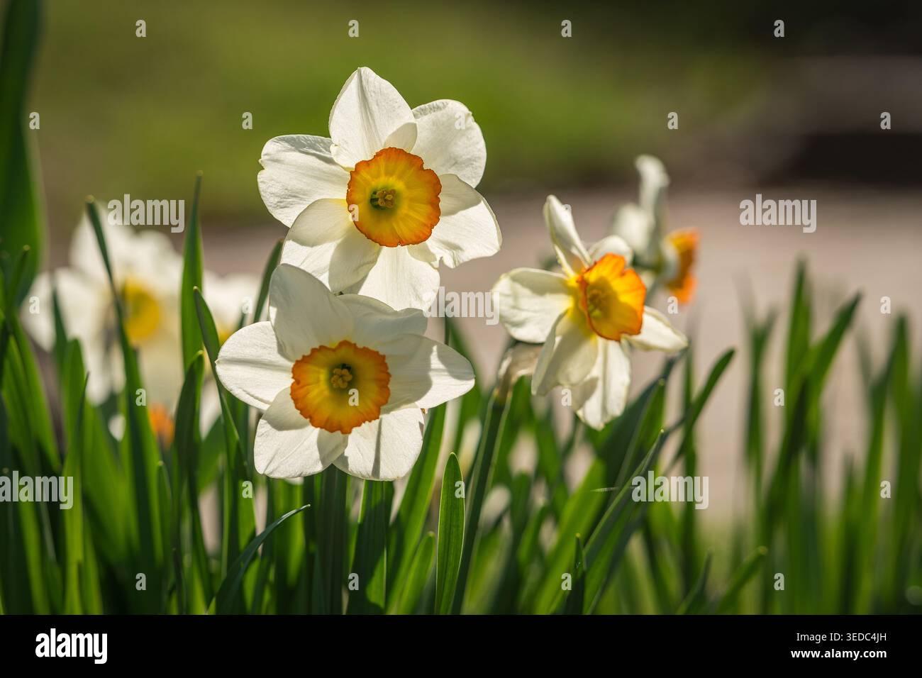 Merveilleux jonquilles jaunes et oranges vibrantes ou narcisses, un jour ensoleillé de printemps Banque D'Images