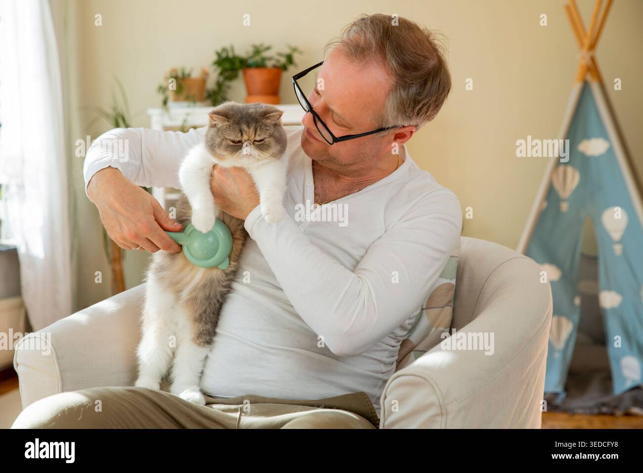 Homme mûr brossant un chat exotique mignon à la maison, routine de toilettage des animaux, soin des animaux, bien-être et mode de vie responsable de la propriété des animaux Banque D'Images