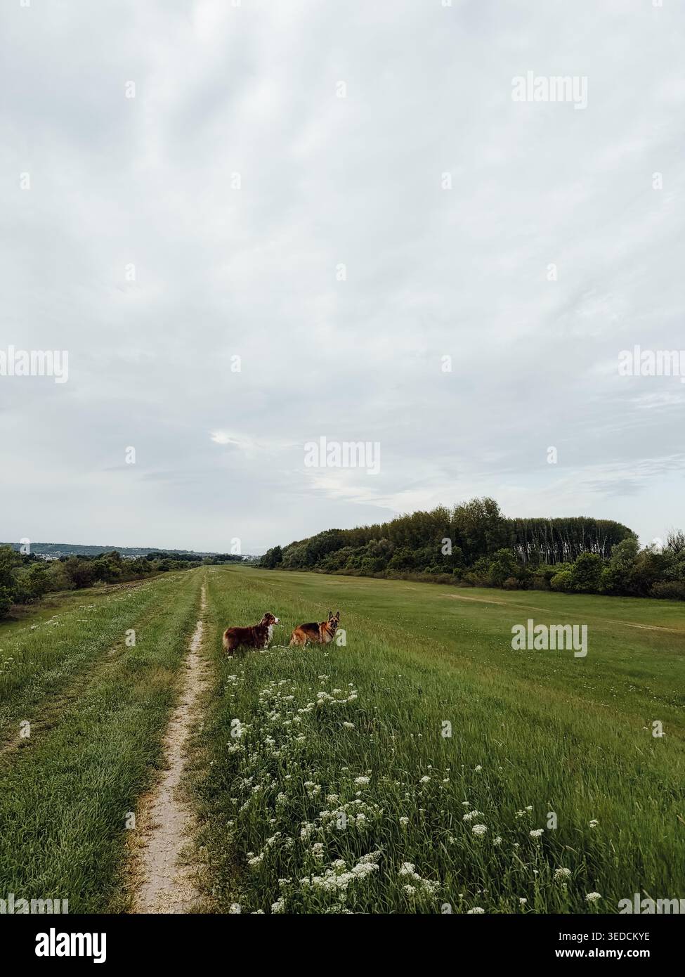 Deux chiens berger australien et allemand debout sur le chemin herbeux de prairie sous un large ciel nuageux. Paysage de campagne paisible avec des chiens en vert ouvert Banque D'Images