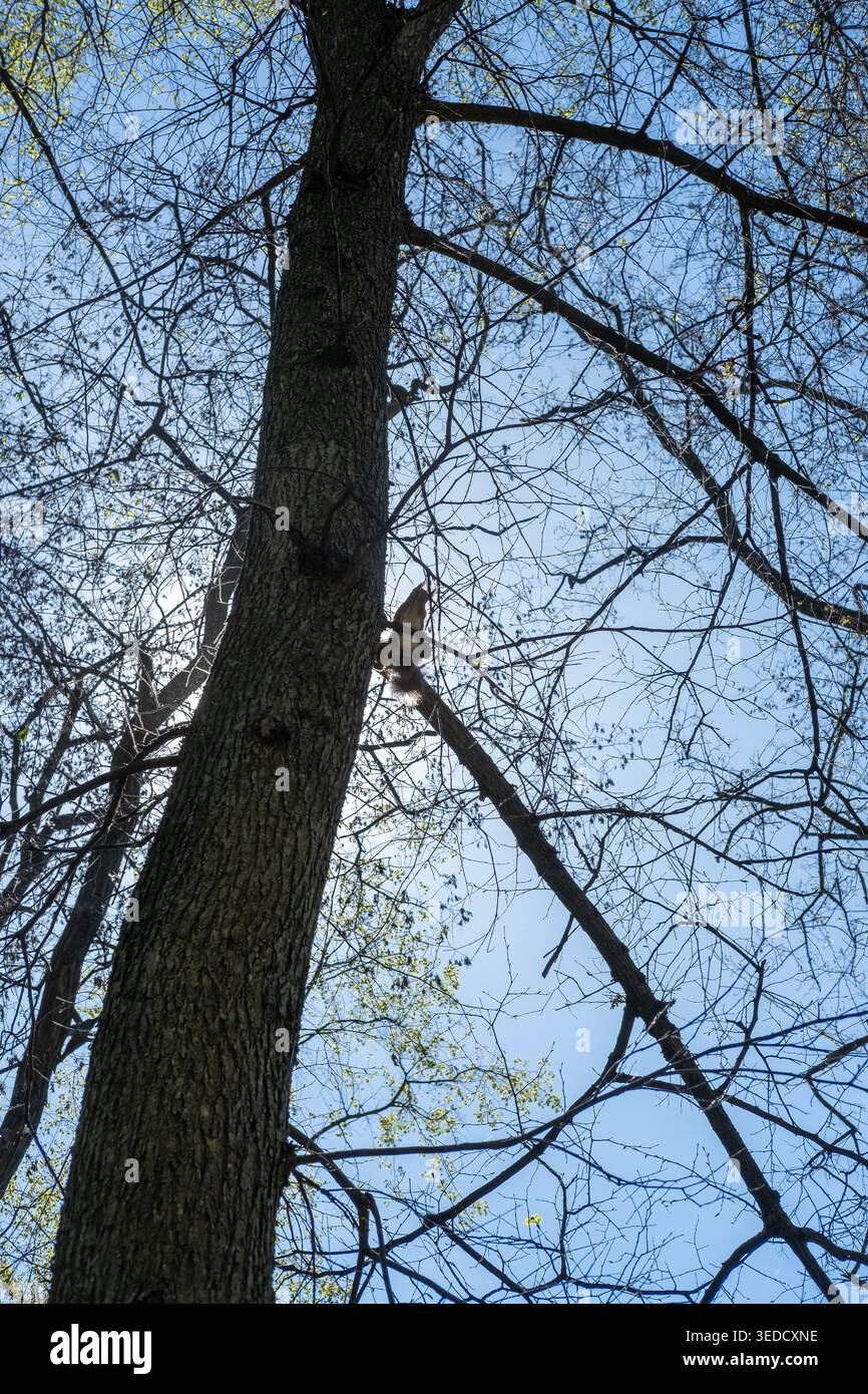 L'écureuil grimpe sur un tronc d'arbre dans un bois vu d'un angle bas. Banque D'Images