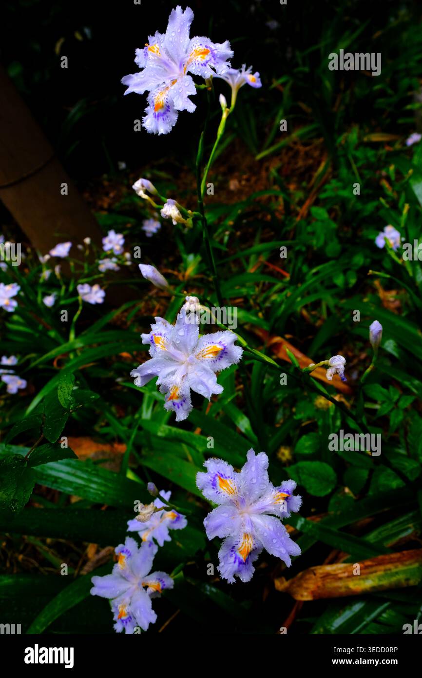 Bush de superbe iris japnica en fleurs et bourgeons couverts de rosée, fleur violette, bleue et jaune avec goutte de pluie, fleur japonaise élégante Banque D'Images