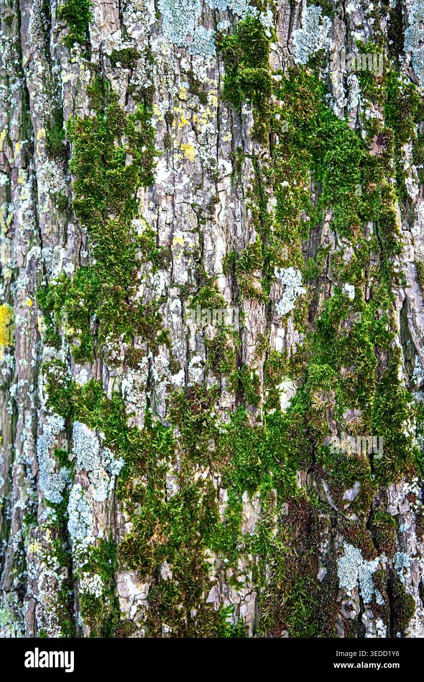 Vue rapprochée de l'écorce d'arbre altérée couverte de mousse verte vibrante et de lichen pâle. Cette texture organique met en valeur les détails naturels de la forêt, idéal pour b Banque D'Images