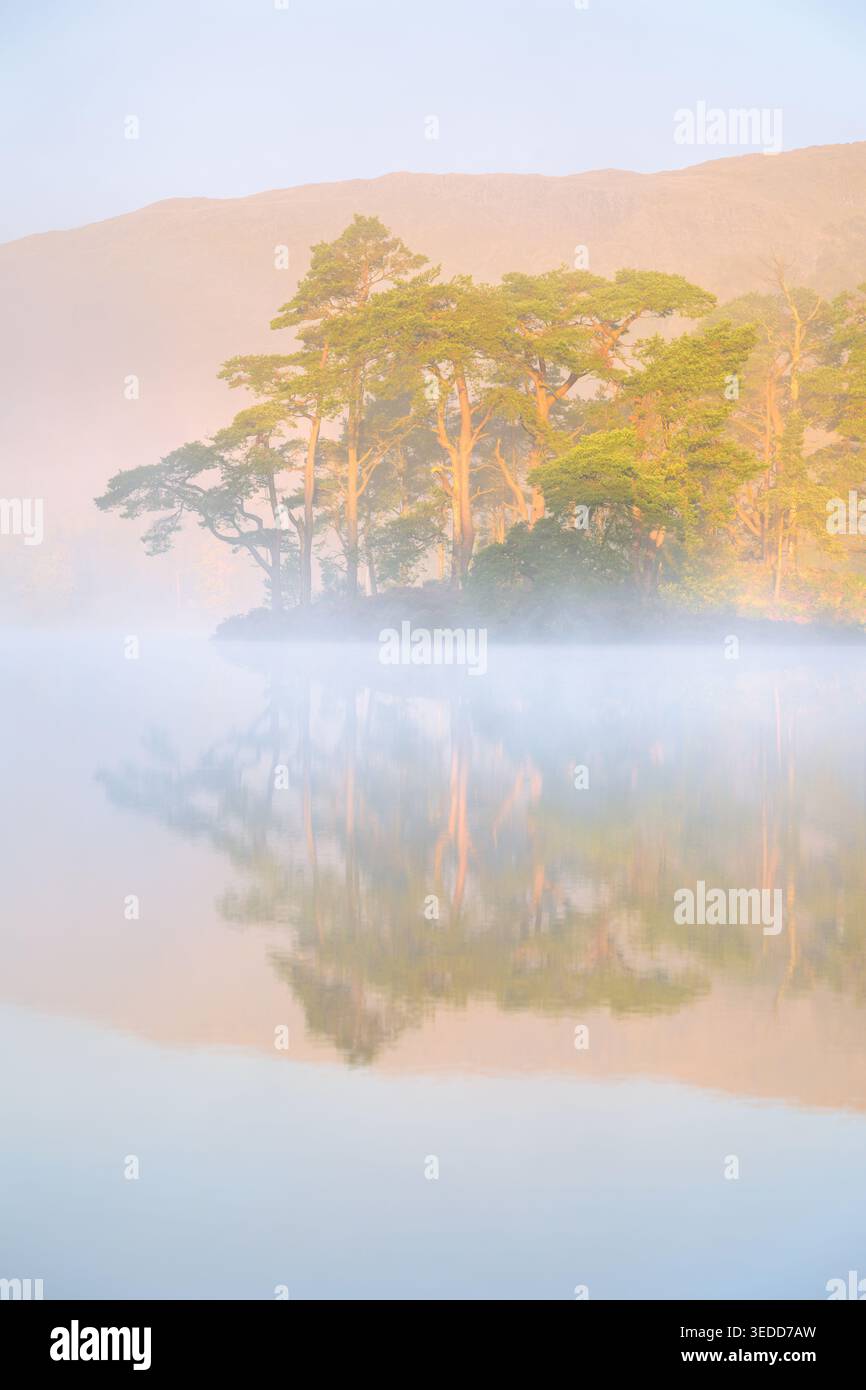 Soleil brumeux matinal sur Scots Pine Trees à Tarn Hows dans le Lake District, Royaume-Uni. Banque D'Images