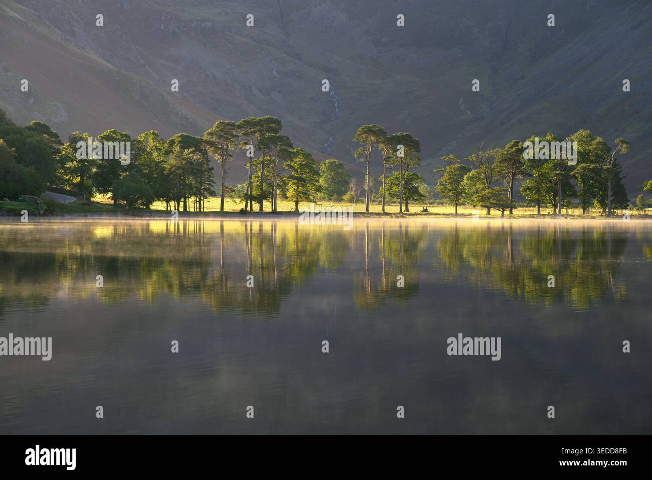 Rangée de pins sur le rivage du lac Buttermere avec belle lumière du soleil du matin, Lake District, Royaume-Uni. Banque D'Images
