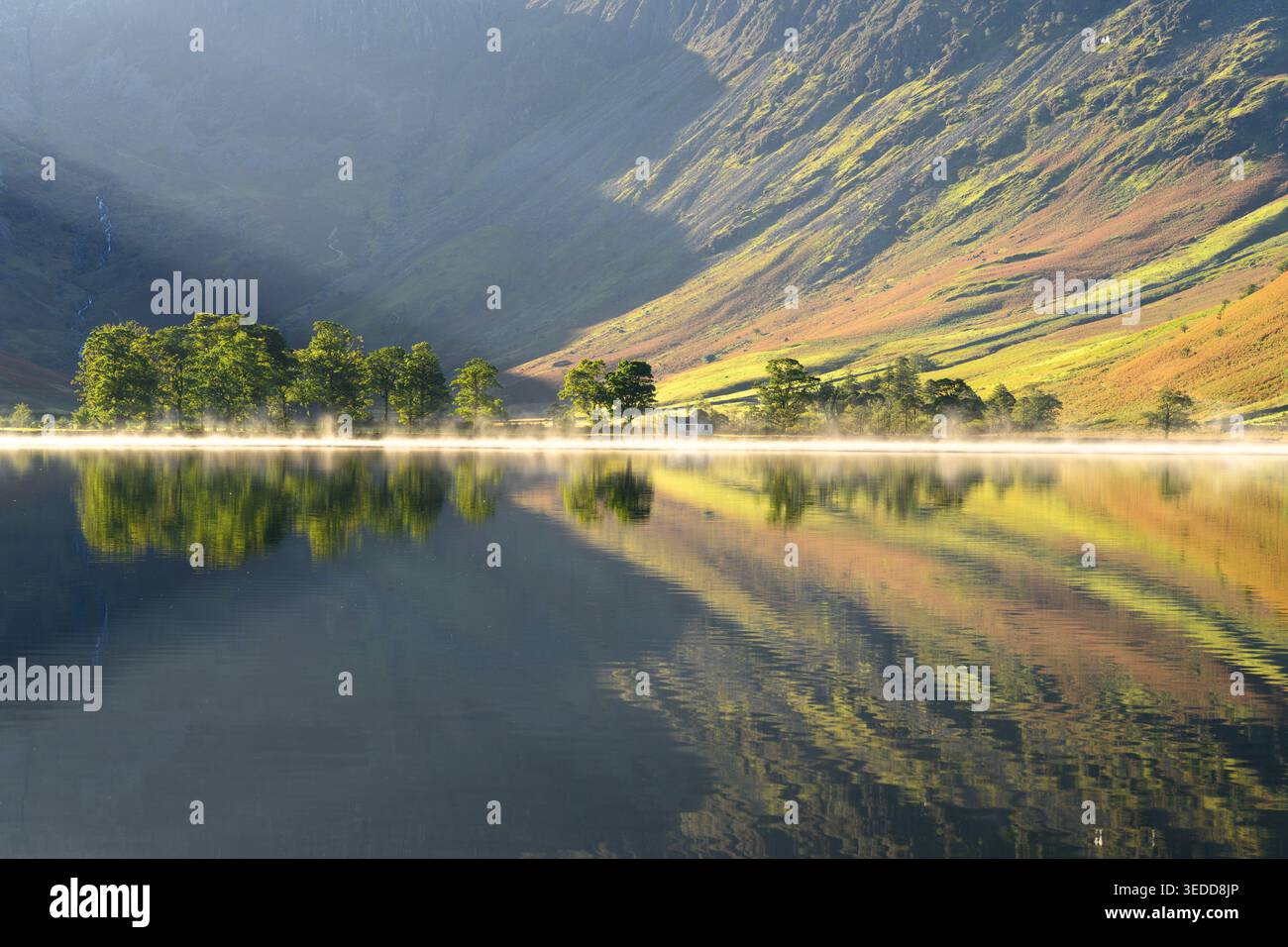 Rangée de pins sur le lac Buttermere brumeux comme lumière dorée du matin illumine le flanc de montagne escarpé, Lake District, Royaume-Uni. Banque D'Images