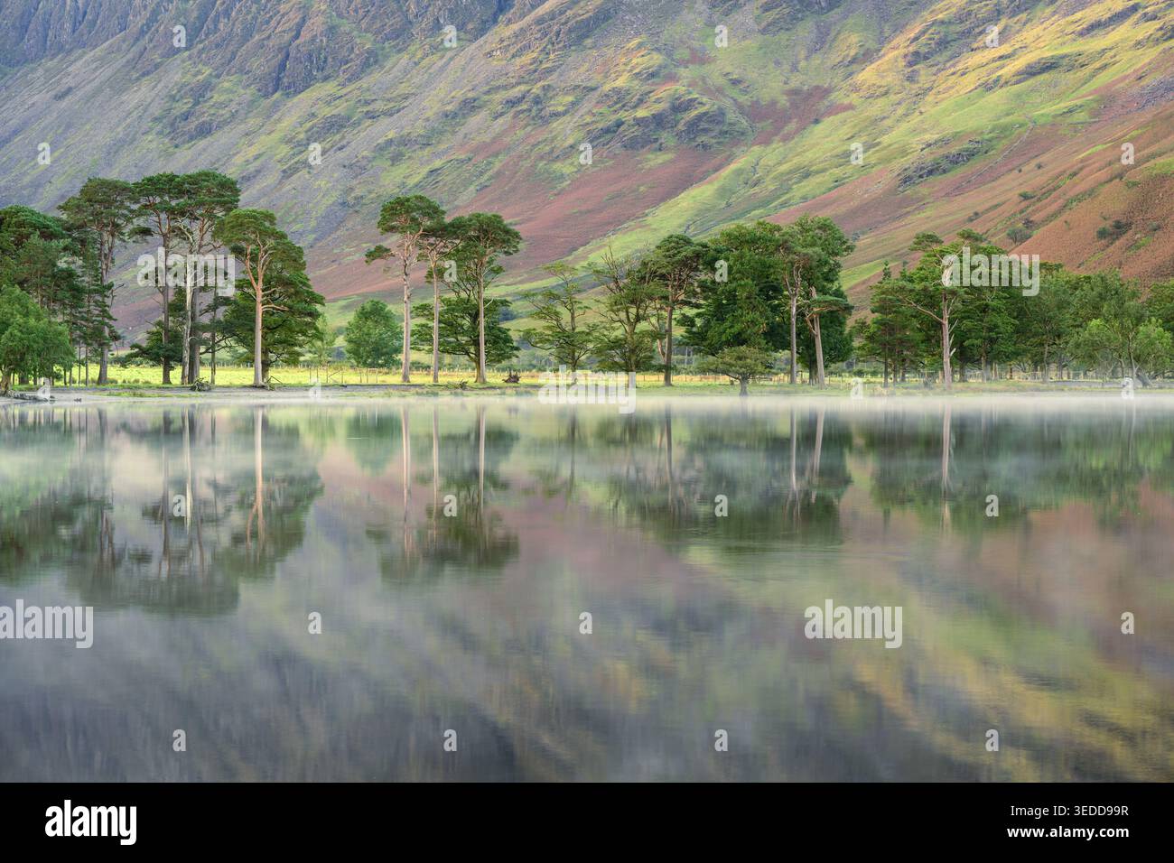 Buttermere Pine Trees un matin d'automne calme et brumeux dans le Lake District, Royaume-Uni. Banque D'Images