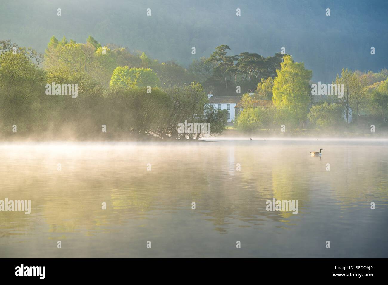 Un matin de printemps paisible avec un canard dans un lac brumeux, vu de Friars Crag, Derwentwater, Lake District, Royaume-Uni. Banque D'Images