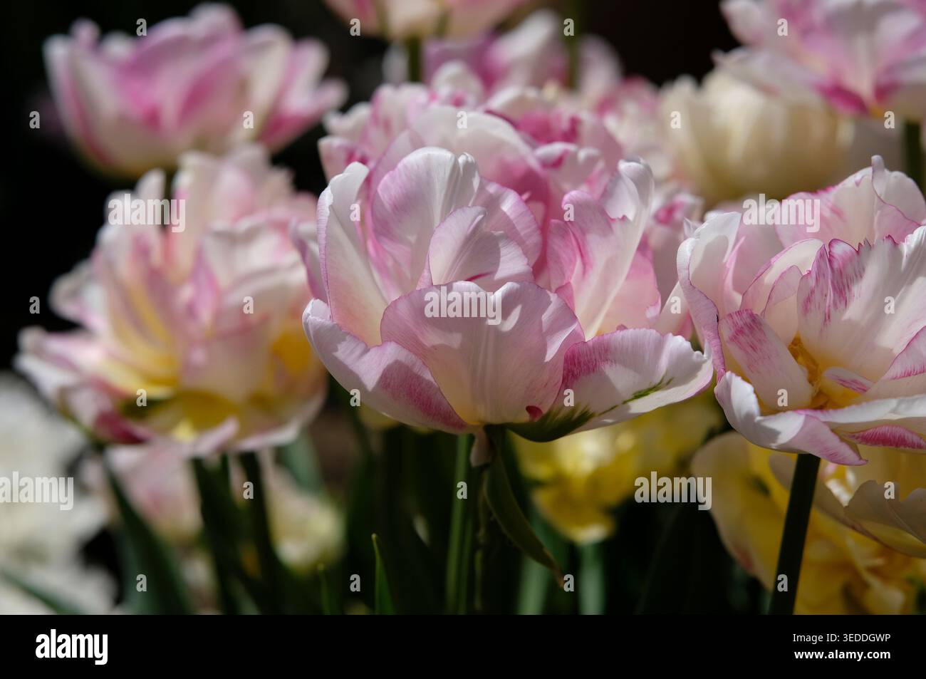 tulipa double shake, variété de tulipes dans un jardin anglais, norfolk, angleterre Banque D'Images