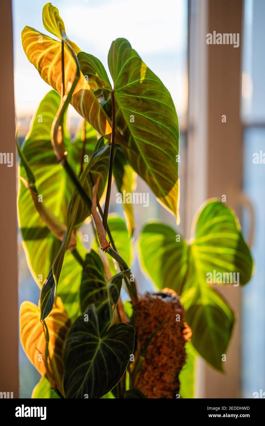 Philodendron plante splendide avec support filet de mousse de sphaigne maison, lumière du coucher du soleil Banque D'Images