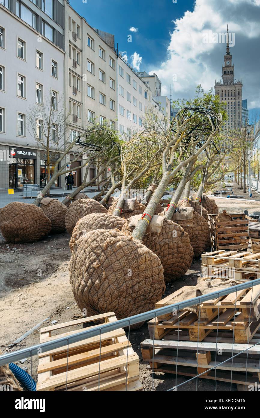 Une rangée de jeunes arbres avec des boules de racines enveloppées dans de la toile de jute repose sur le sol sur le chantier de construction urbain. Atténuation de l'effet d'îlot de chaleur urbain, changement climatique Banque D'Images