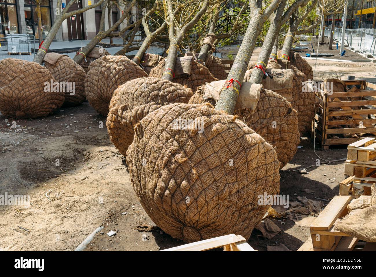 Une rangée de jeunes arbres avec des boules de racines enveloppées dans de la toile de jute repose sur le sol sur le chantier de construction. Atténuation de l'effet d'îlot de chaleur urbain, changement climatique Banque D'Images