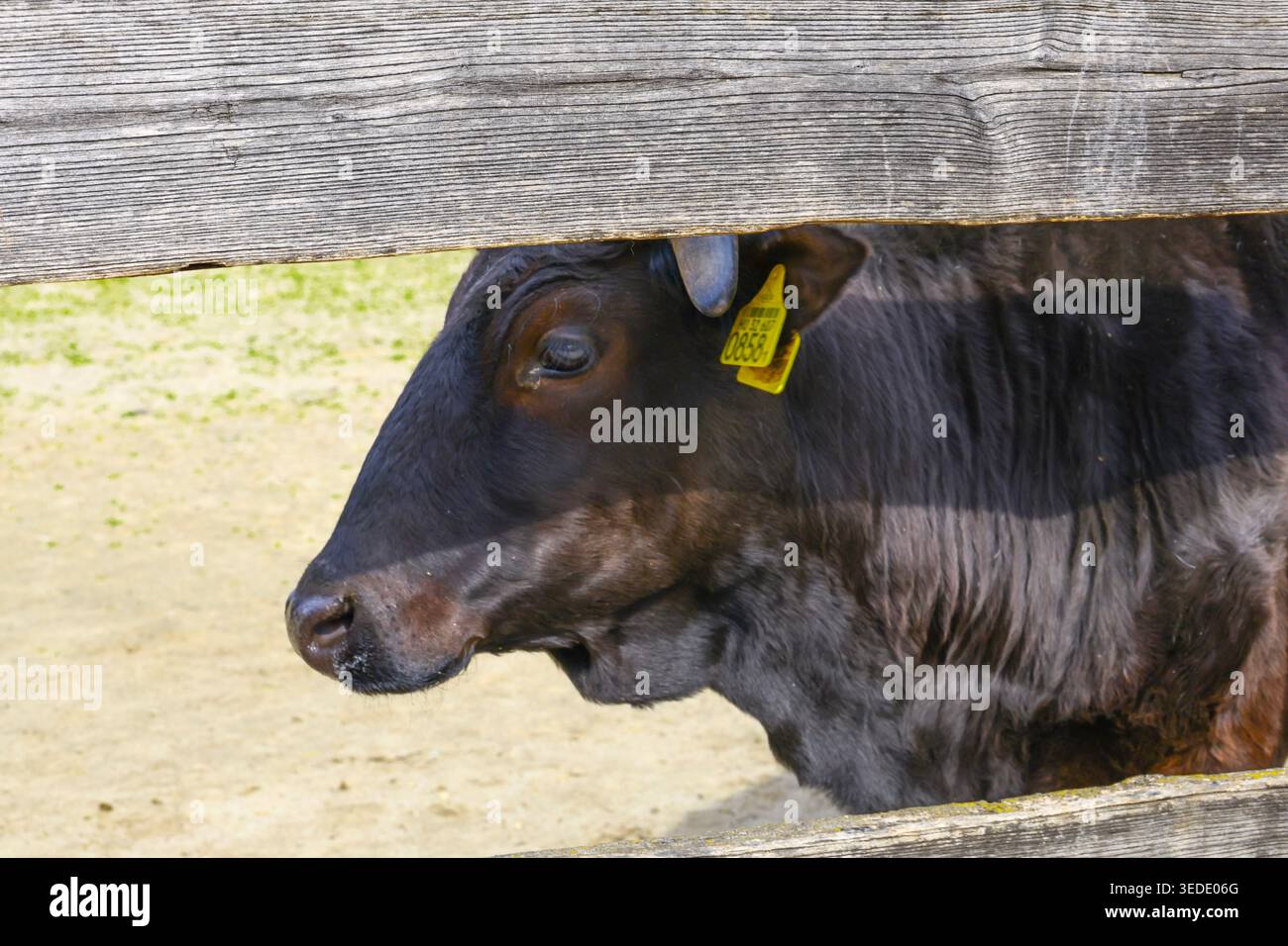 Vue rapprochée d'une vache brun foncé debout derrière une clôture en bois avec une étiquette jaune visible sur son oreille gauche. Banque D'Images