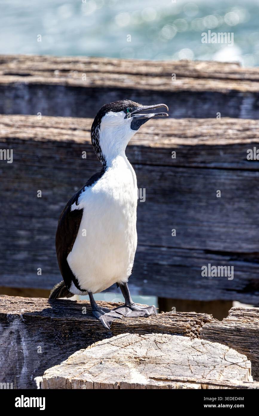 Cormoran à face noire, Phalacrocorax fuscescens, également connu sous le nom de shag à face noire. Vu ici sur une ancienne jetée en bois dans le sud de la Tasmanie, Australie. Banque D'Images