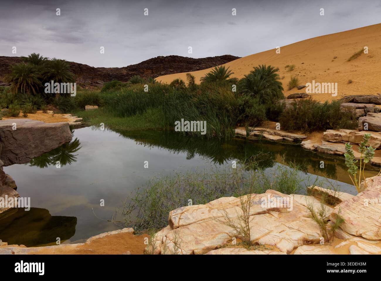 Splendide oasis avec un petit lac, Mauritanie Banque D'Images