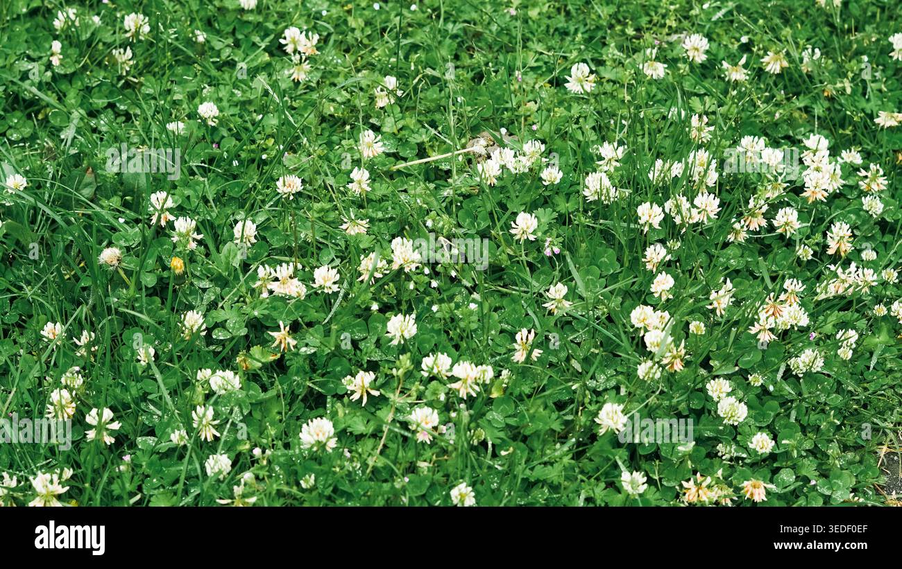 Photo horizontale d'une pelouse verte remplie de fleurs de trèfle blanc en fleurs et d'herbe fraîche Banque D'Images